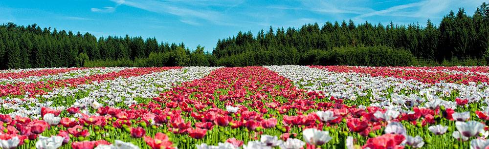 Digital world is still growing